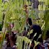 Palm Sunday: A Tapestry of Faith and Tradition in the Philippines .
